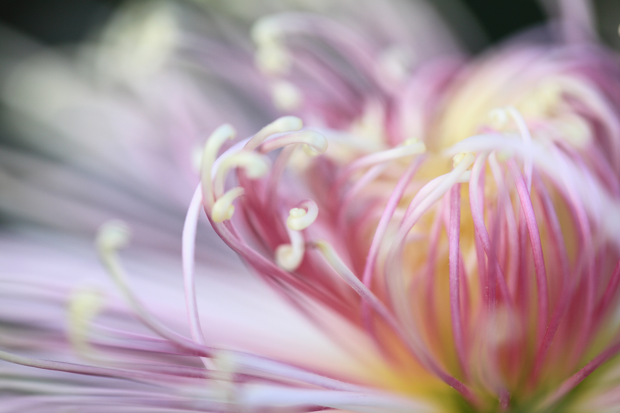 Chrysanthemum / 菊(きく)